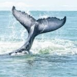 Avistamiento de Aleta Caudal en Bahía Málaga en avistamiento de ballenas Colombia