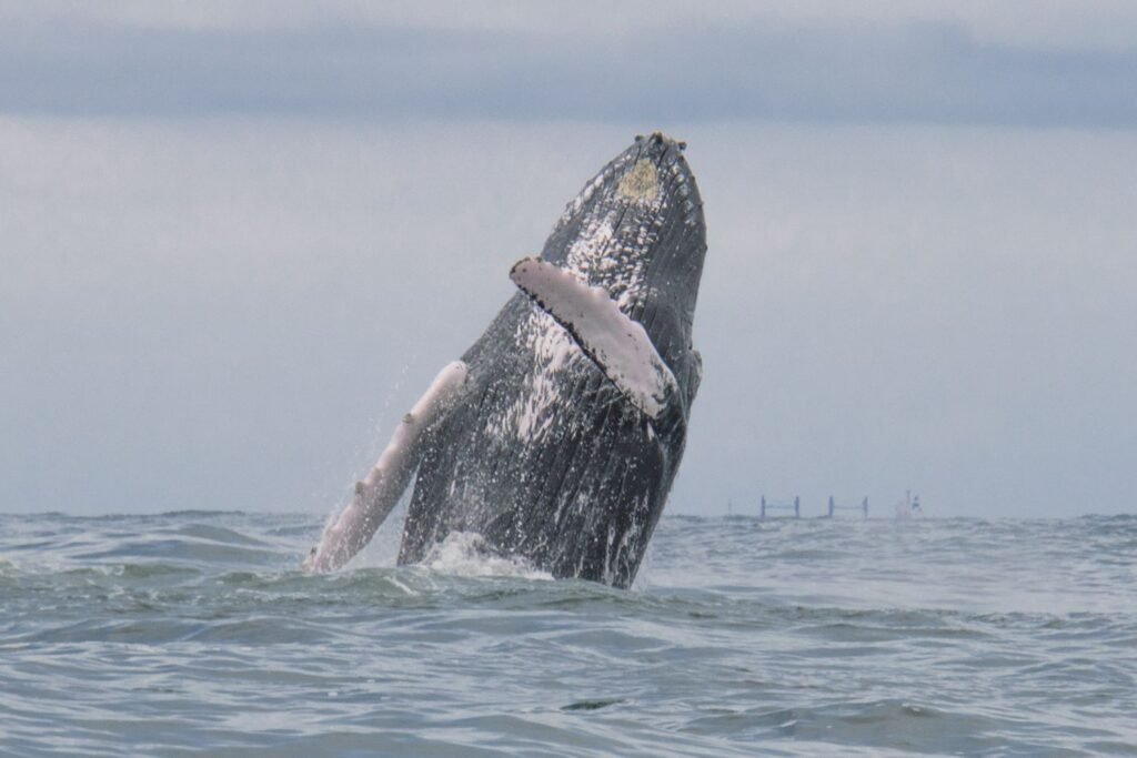 Salto ballenato de Bahía Málaga en avistamiento de ballenas en Colombia