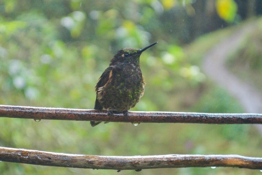 Un colibrí escampando de la lluvia en el Valle del Cocora
