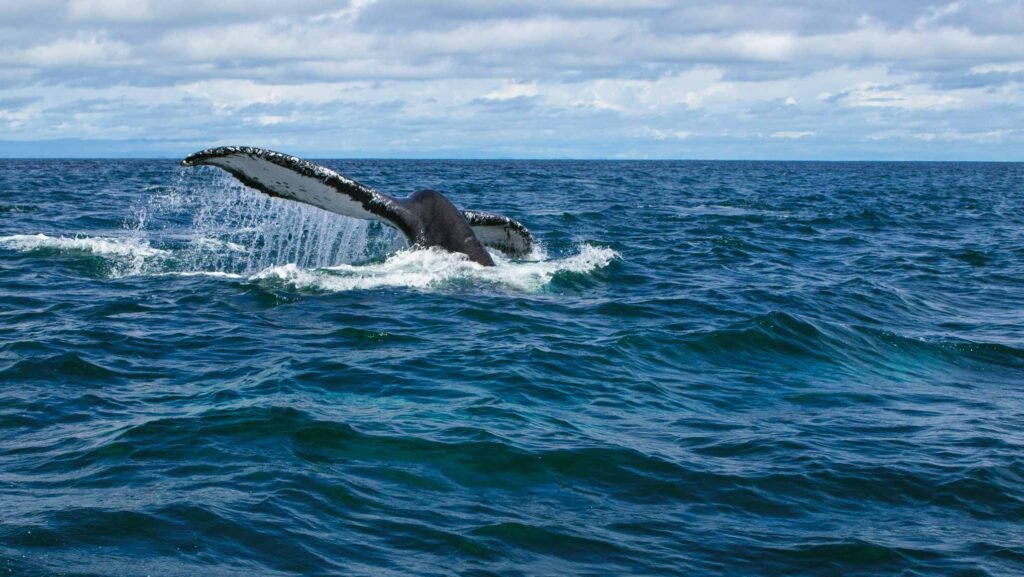 Cola de ballena jorobada en Bahia Malaga